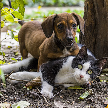 Klíště u psa a kočky - nemoci, prevence