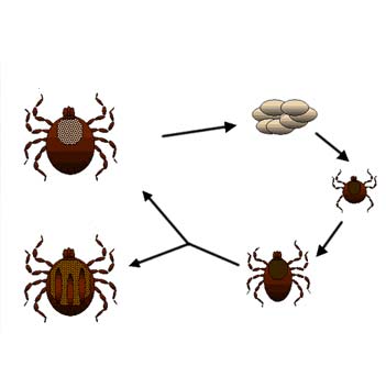Jaký je životní cyklus klíštěte?