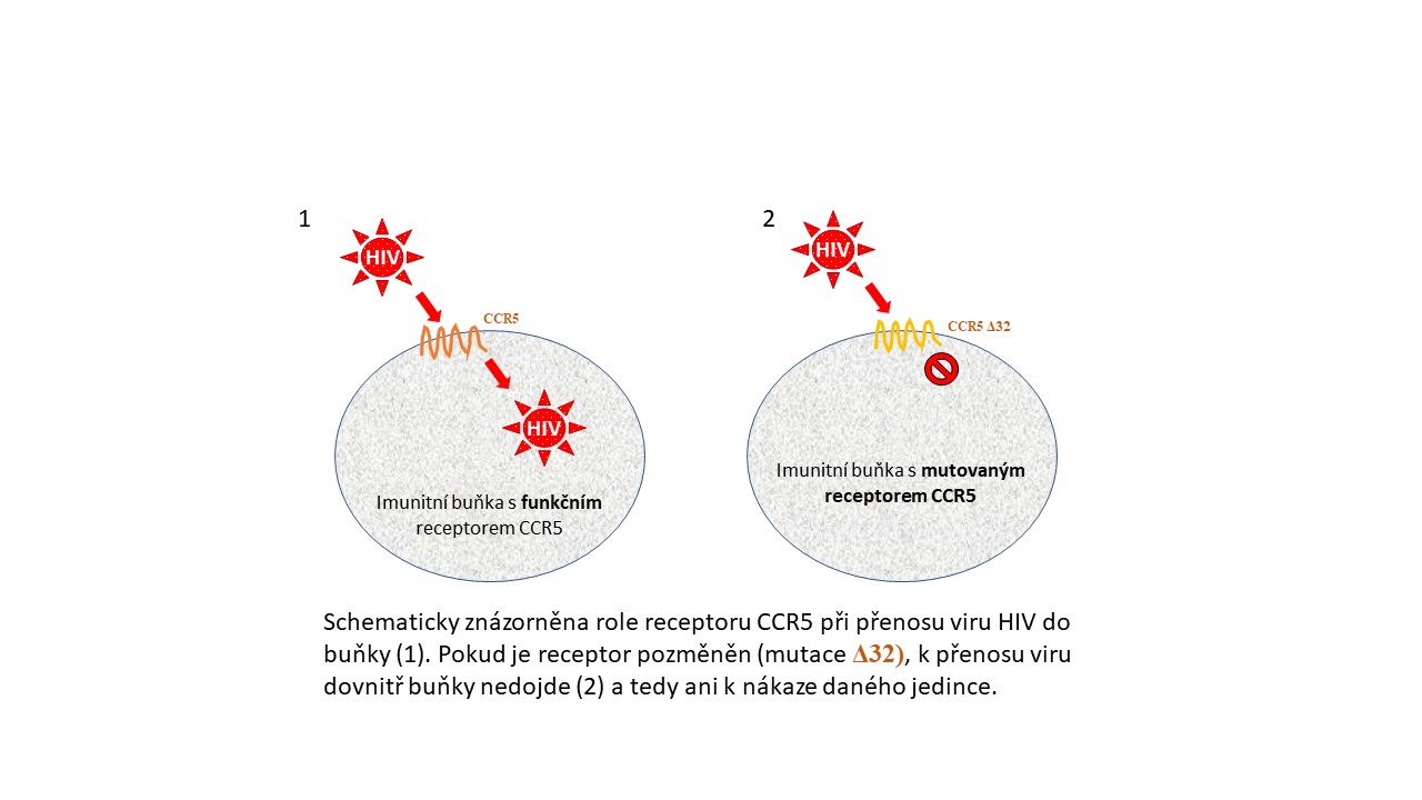 mutace ccr5