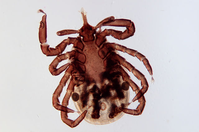 ixodes ricinus